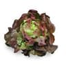 Lettuce: Mignonette