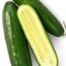 Cucumber: Lebanese