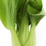Choy
