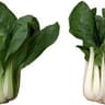Choy: Bok or Pak (BUNCH)