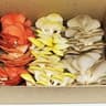 Mushroom: Oyster - Mixed Colour